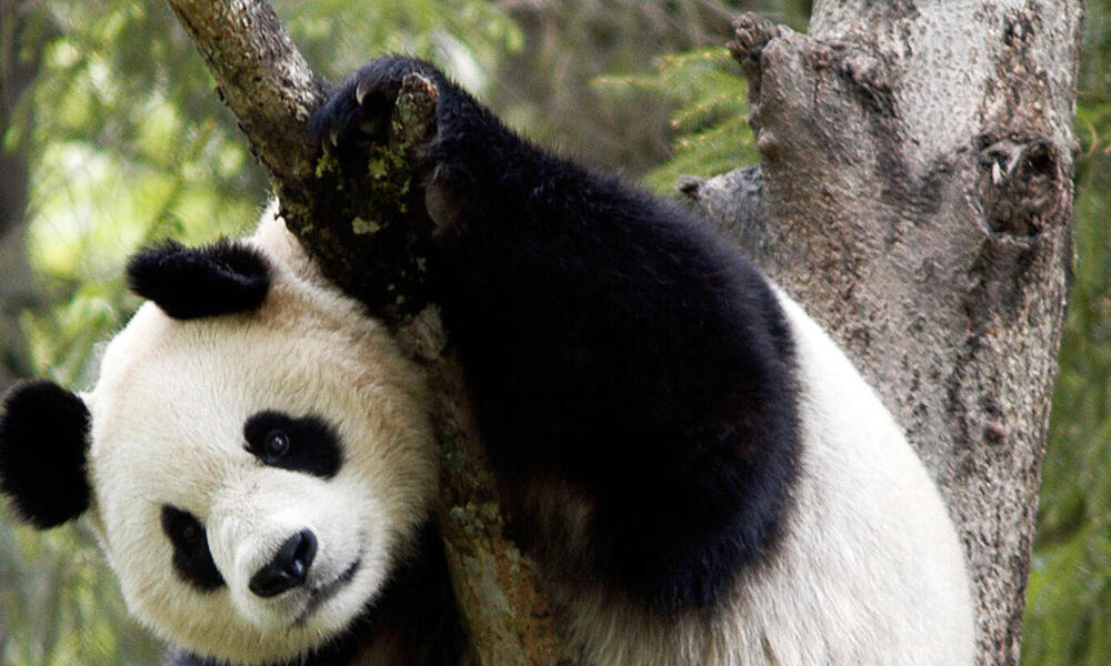 Lost Hope For Giant Panda