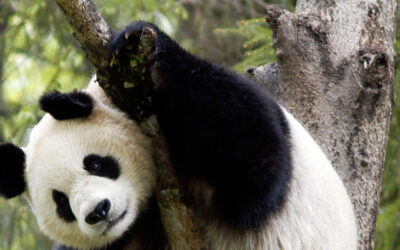 Lost Hope For Giant Panda